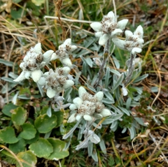 Leontopodium ochroleucum