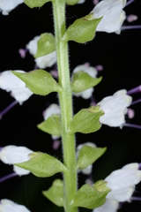 Collinsonia macrobracteata
