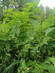 Persicaria mitis