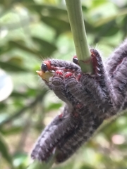 Nymphalidae