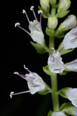 Collinsonia macrobracteata