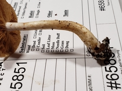 Cortinarius ochroglutinosus