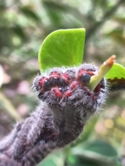Nymphalidae