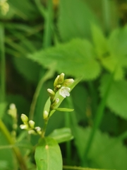 Persicaria mitis