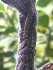 Nymphalidae
