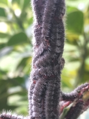 Nymphalidae