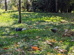 Columba livia domestica