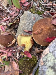 Suillus ampliporus
