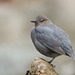 American Dipper - Photo (c) greglasley, some rights reserved (CC BY-NC), uploaded by Greg Lasley