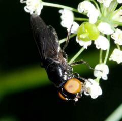 Chrysogaster solstitialis