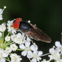 Chrysogaster solstitialis