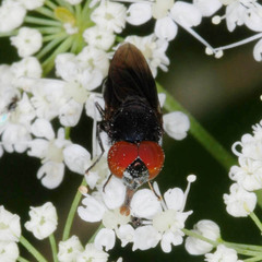 Chrysogaster solstitialis