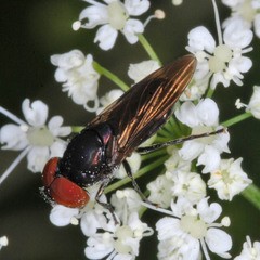 Chrysogaster solstitialis