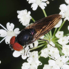 Chrysogaster solstitialis