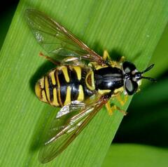Chrysotoxum cautum