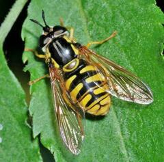 Chrysotoxum cautum