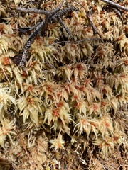 Sphagnum palustre