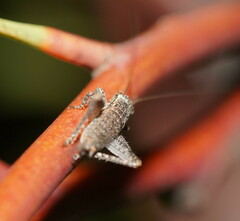 Eurepa marginipennis