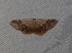Idaea halmaea