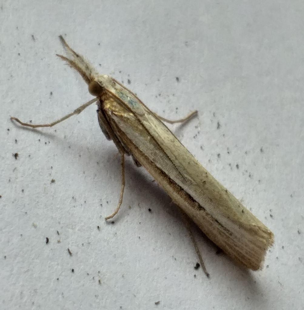 Crambus tenuistriga