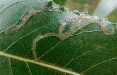 Stigmella salicis