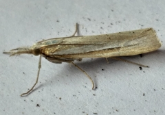 Crambus tenuistriga