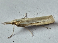 Crambus tenuistriga