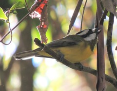 Falcunculus frontatus