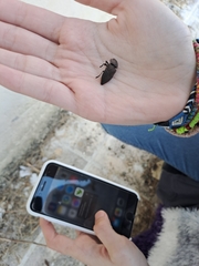 Capnodis tenebricosa