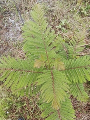 Jacaranda mimosifolia