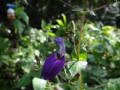 Brillantaisia lamium