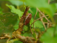 Chremistica ochracea