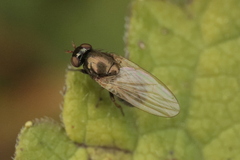 Calliopum