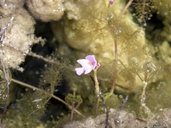 Utricularia purpurea