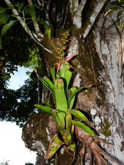 Aechmea mertensii