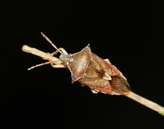 Oechalia schellenbergii