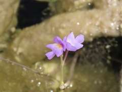 Utricularia purpurea