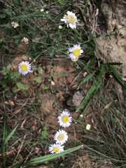 Aster panduratus