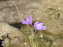 Utricularia purpurea