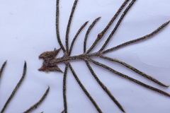 Psoralea floccosa