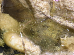 Utricularia purpurea