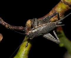 Eurepa marginipennis