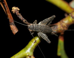 Eurepa marginipennis