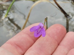 Justicia angusta