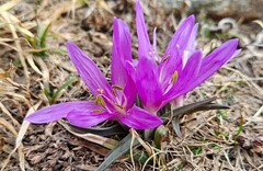 Colchicum bulbocodium