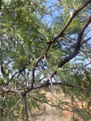 Vachellia erioloba