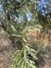 Vachellia erioloba