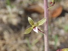 Eulophia graminea