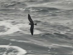 Hydrobates leucorhous