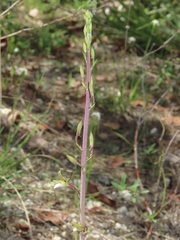 Eulophia graminea